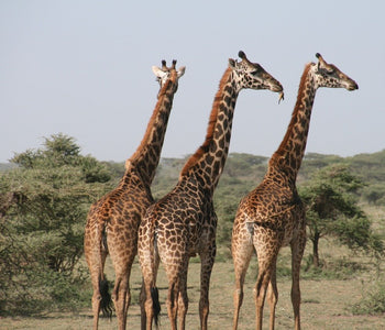 Visit Tanzania
